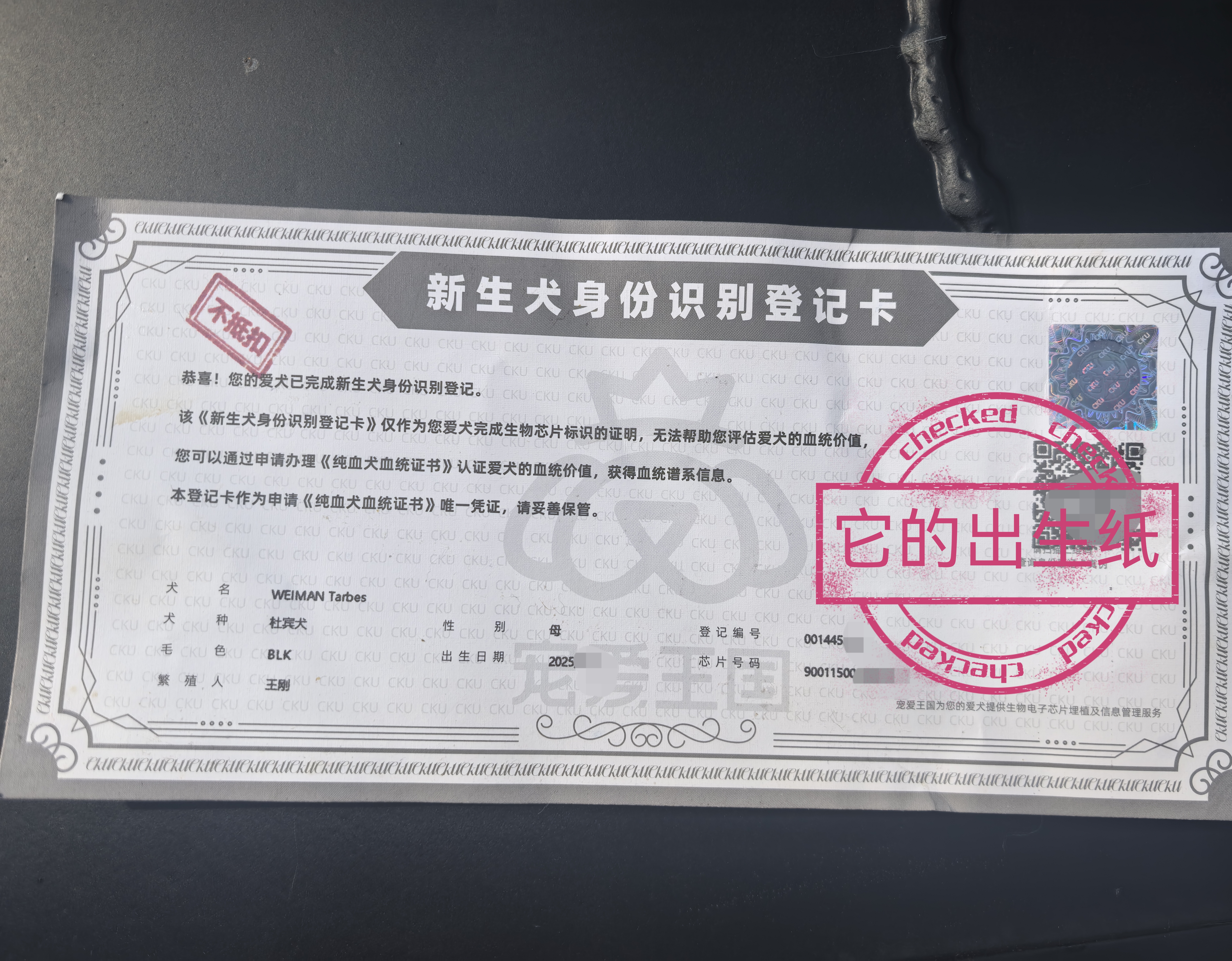 纯种双血统杜宾（父母带血统证书）